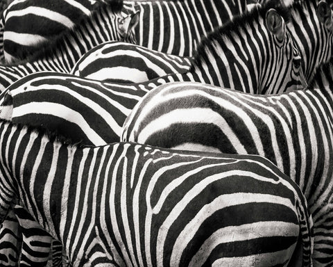 Zebra Pattern Herd