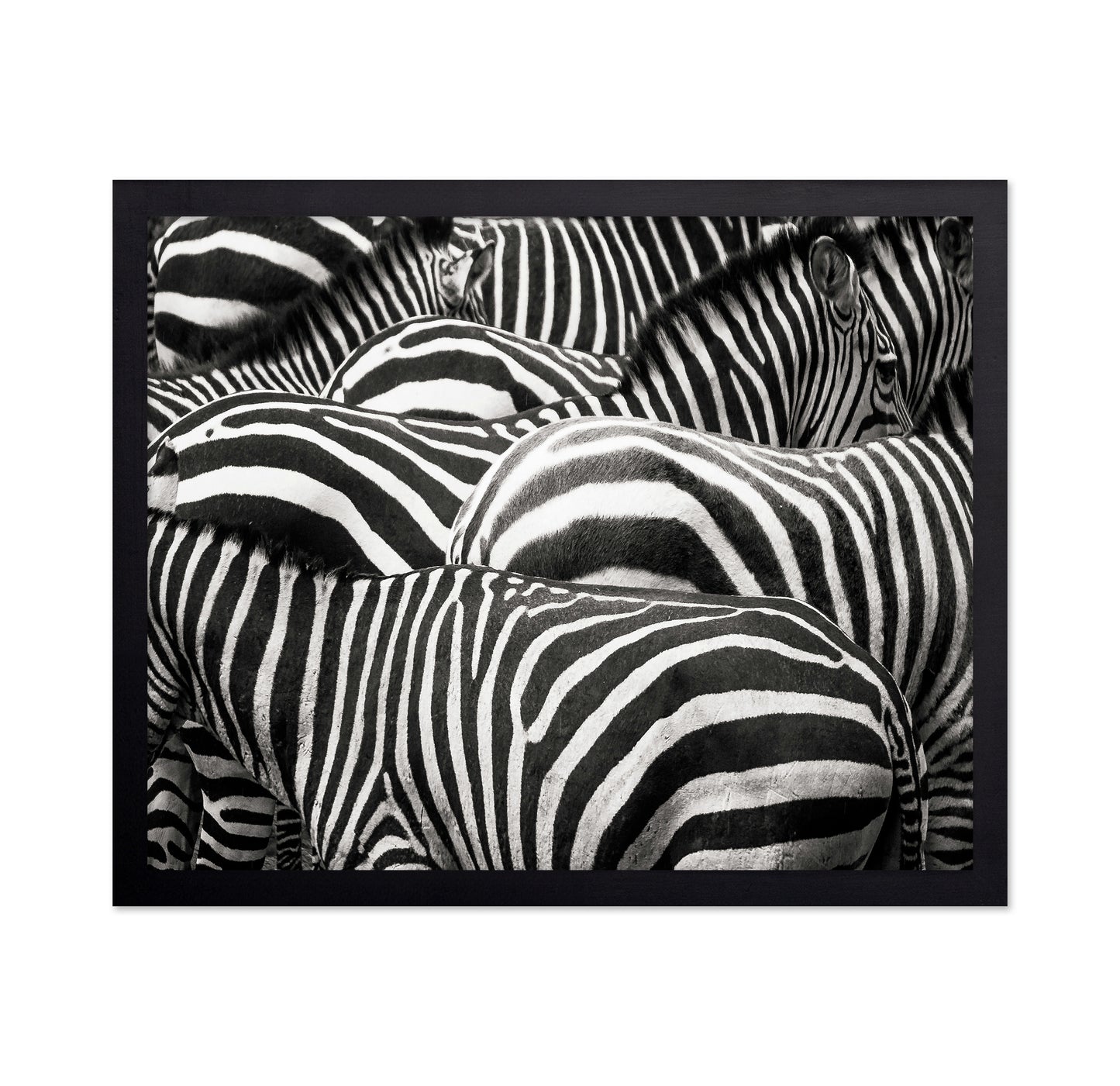 Zebra Pattern Herd
