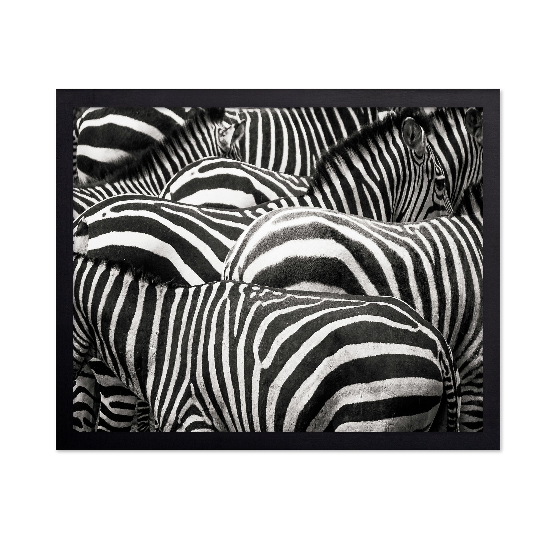 Zebra Pattern Herd