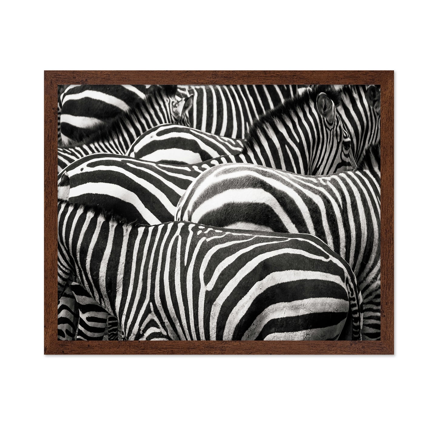 Zebra Pattern Herd