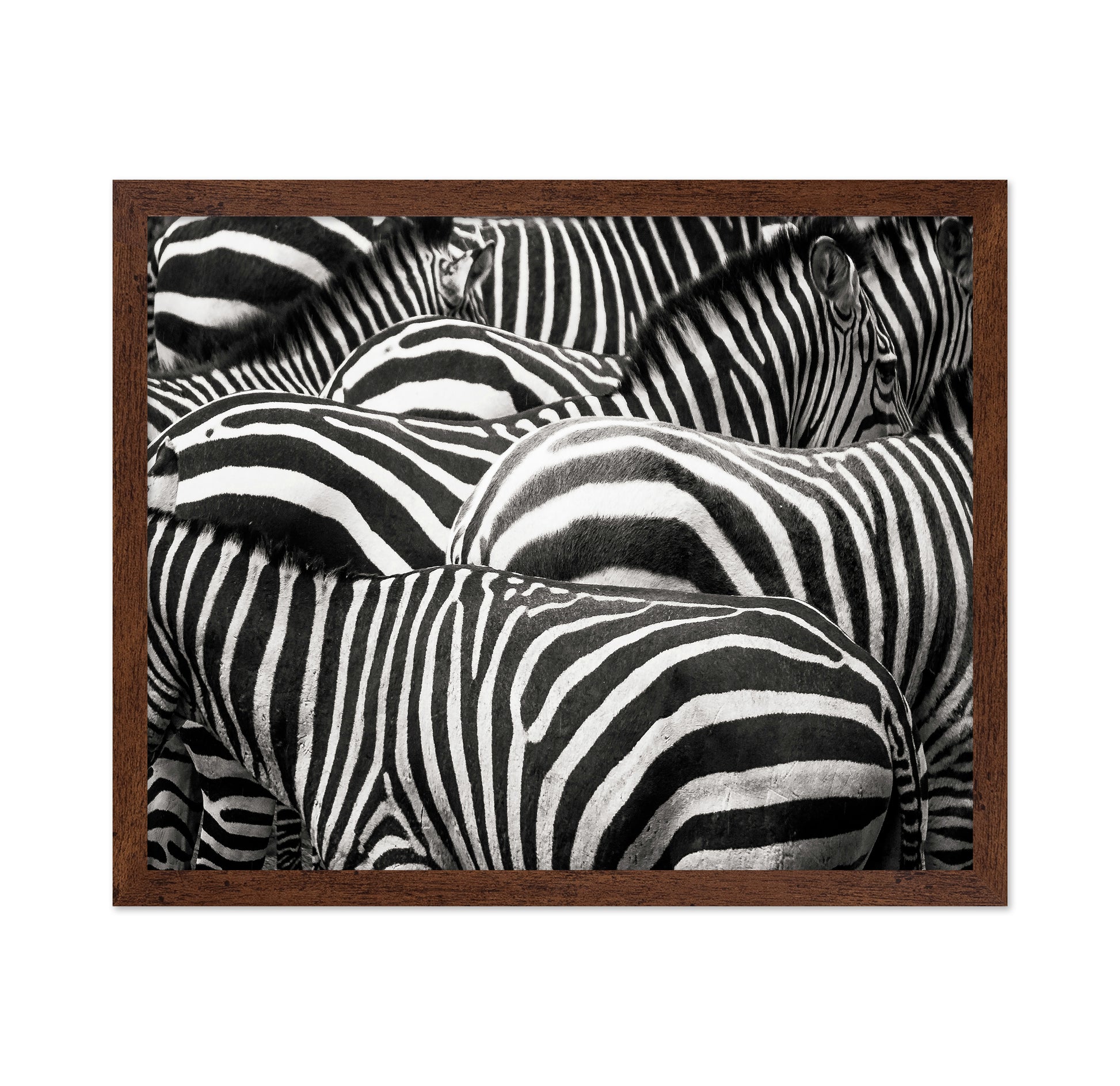 Zebra Pattern Herd