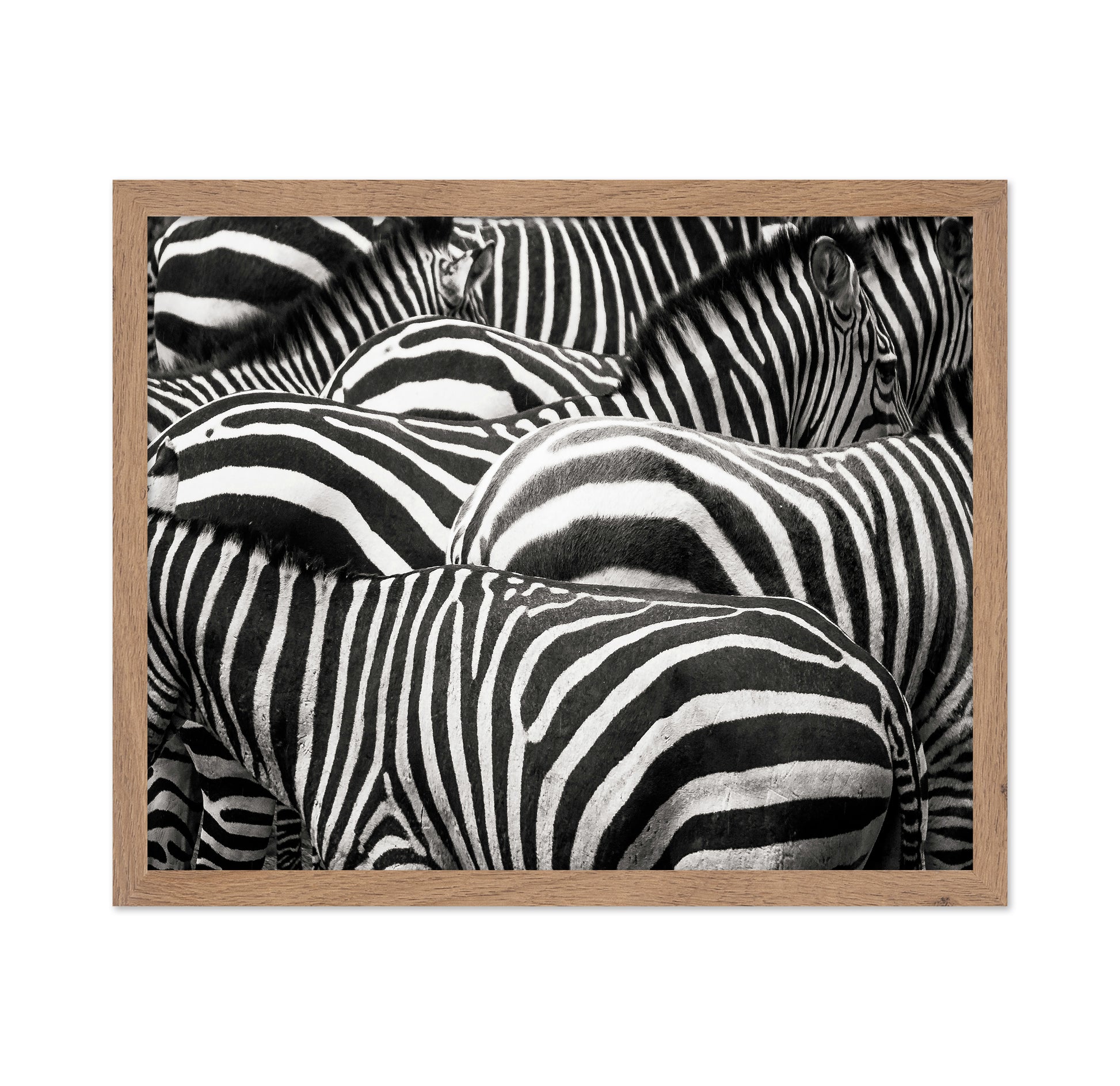 Zebra Pattern Herd
