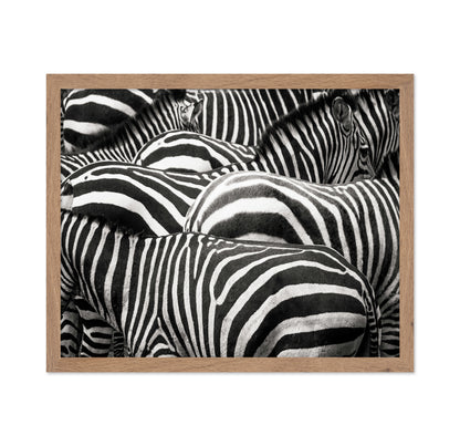 Zebra Pattern Herd