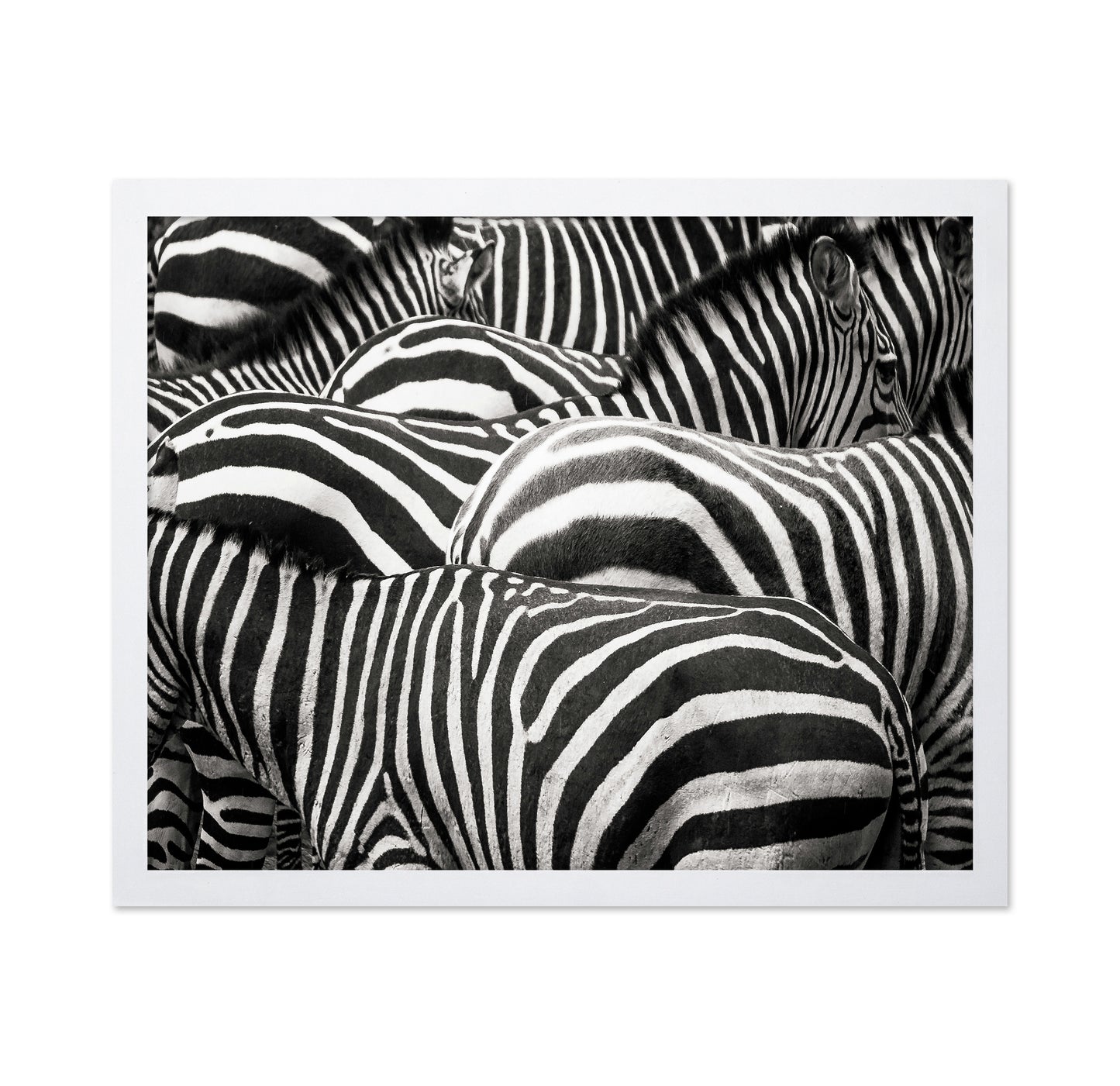 Zebra Pattern Herd