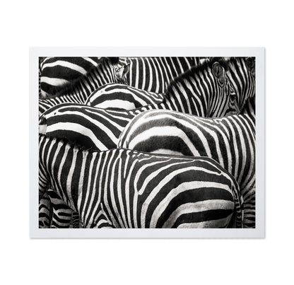 Zebra Pattern Herd