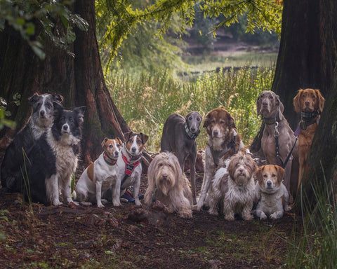 Dog Pack Portrait
