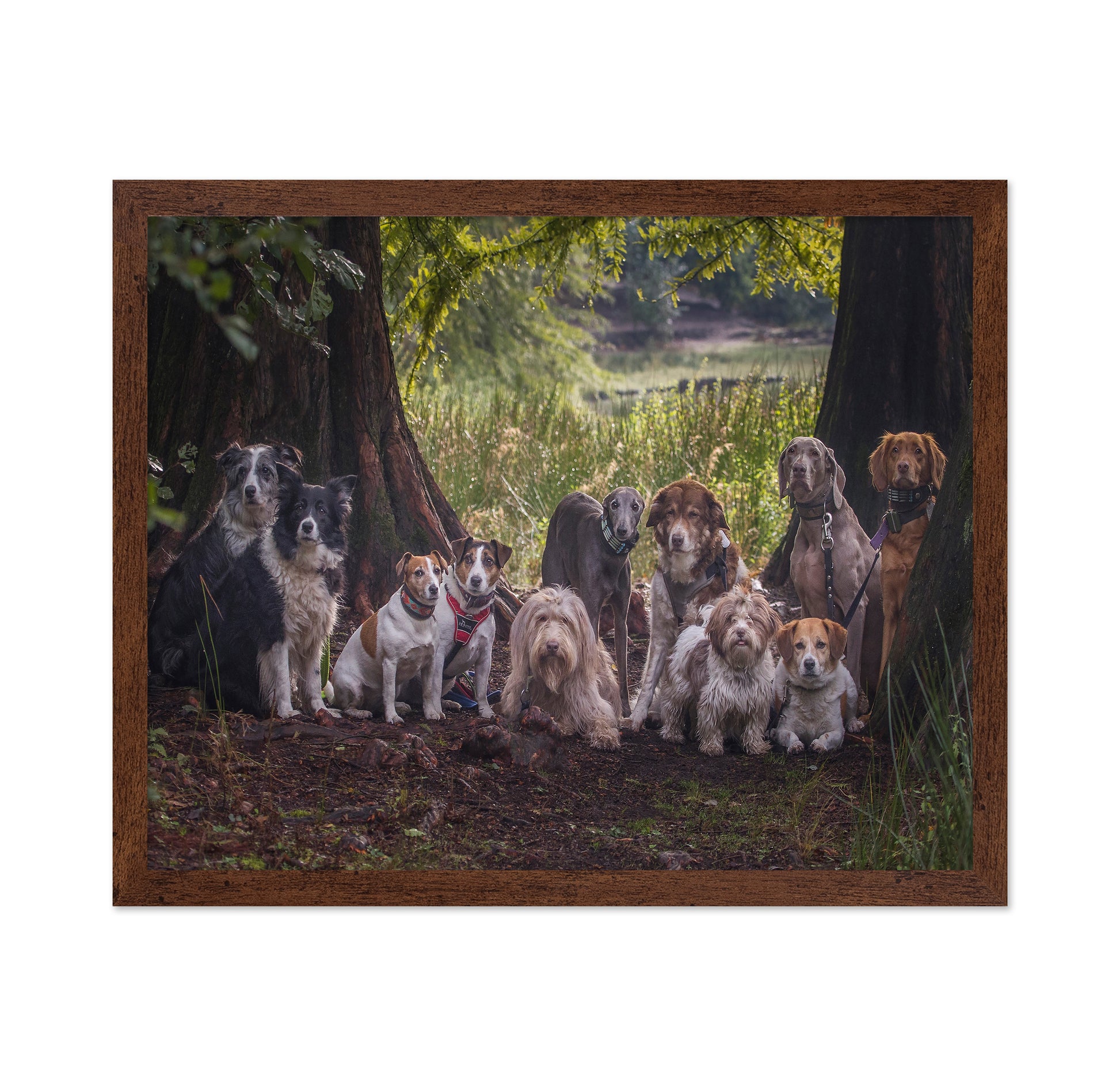 Dog Pack Portrait