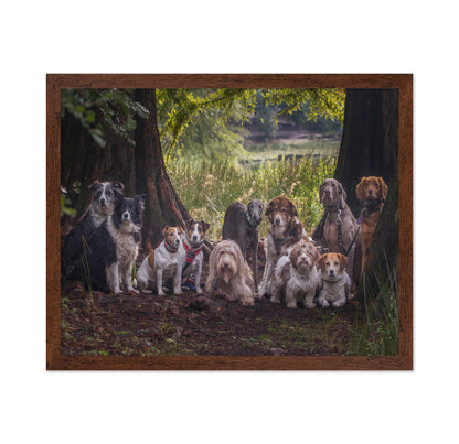 Dog Pack Portrait