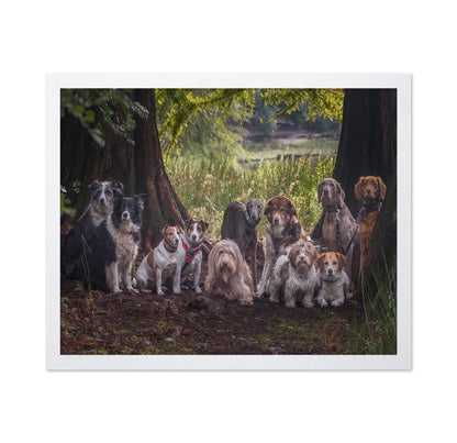 Dog Pack Portrait