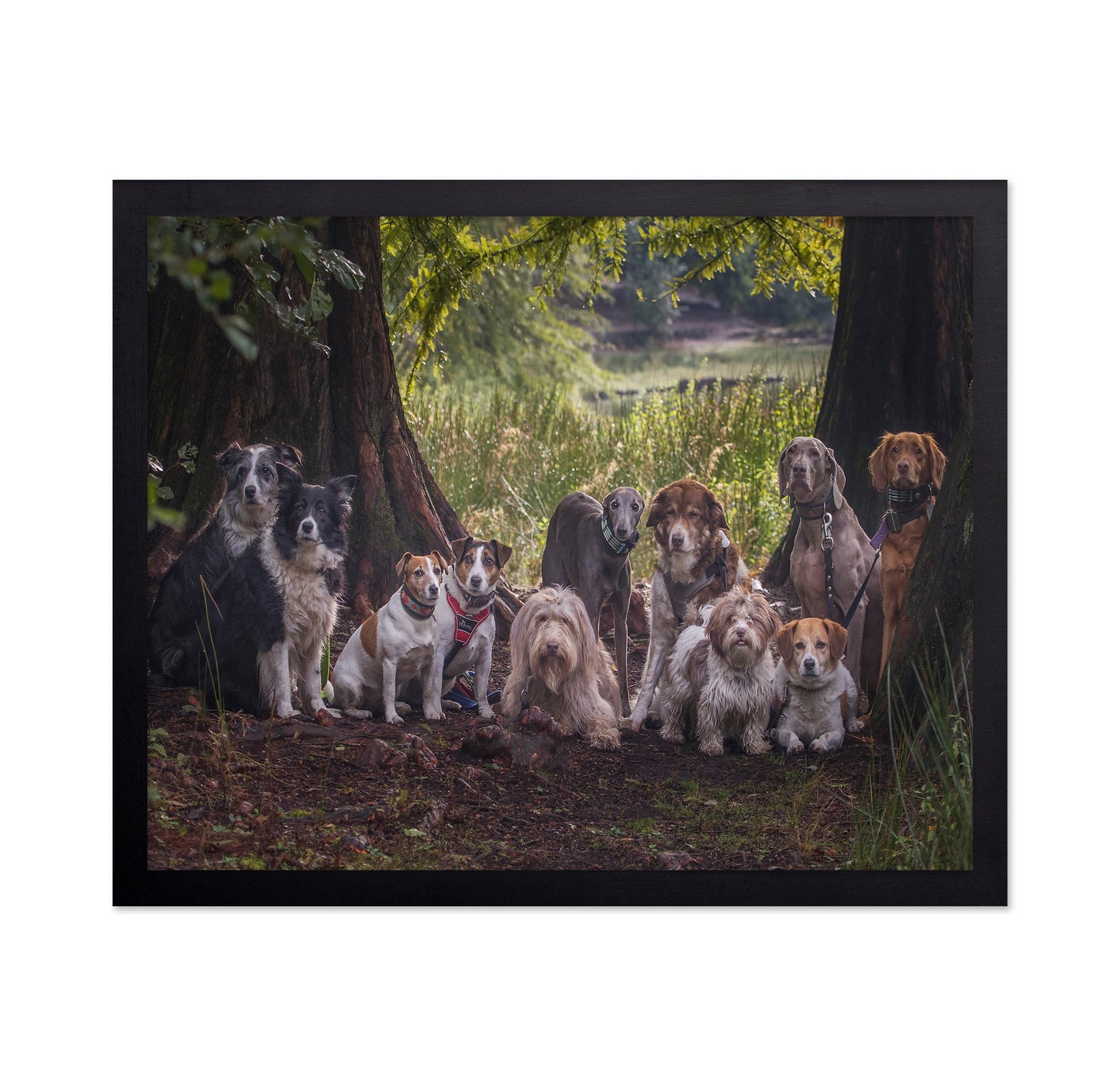 Dog Pack Portrait