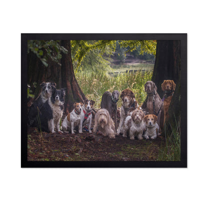 Dog Pack Portrait