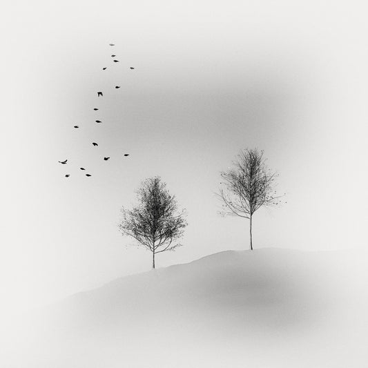 Quiet Winter Trees