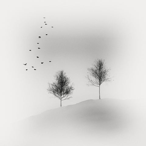 Quiet Winter Trees