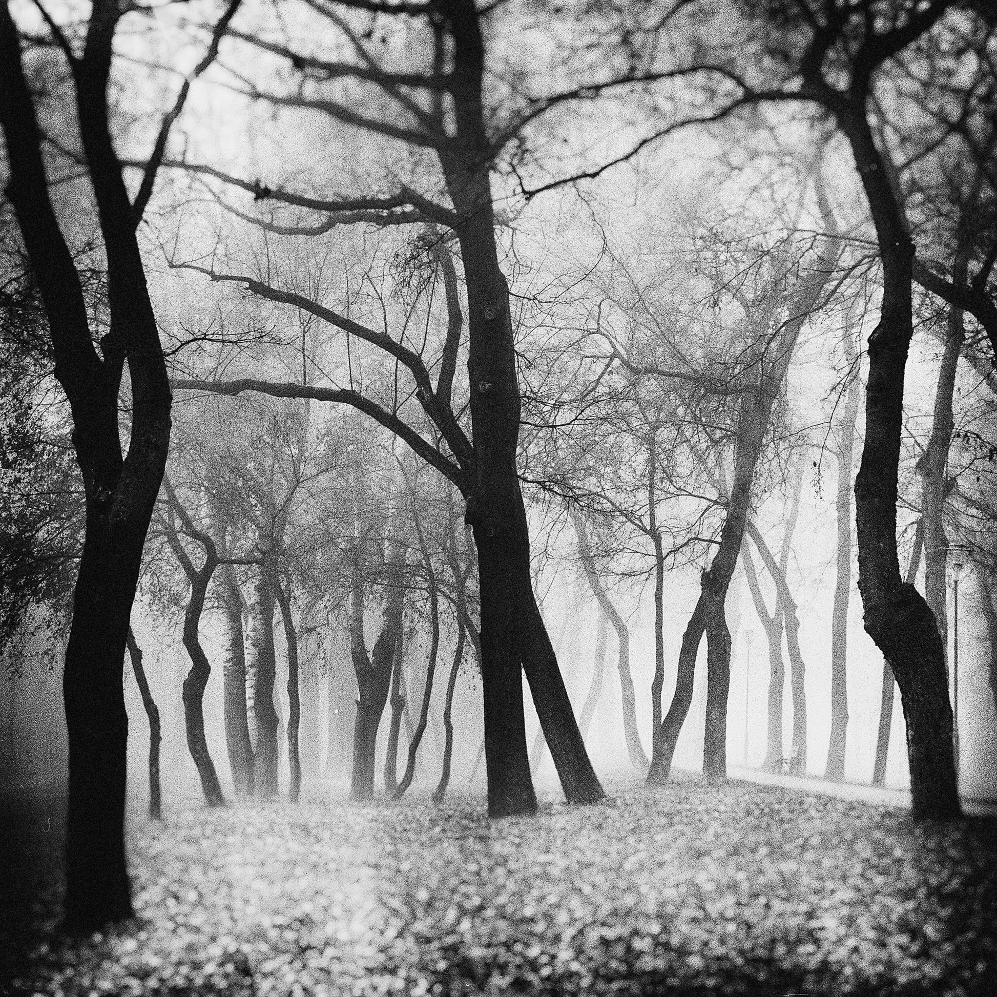 Whispering Woods