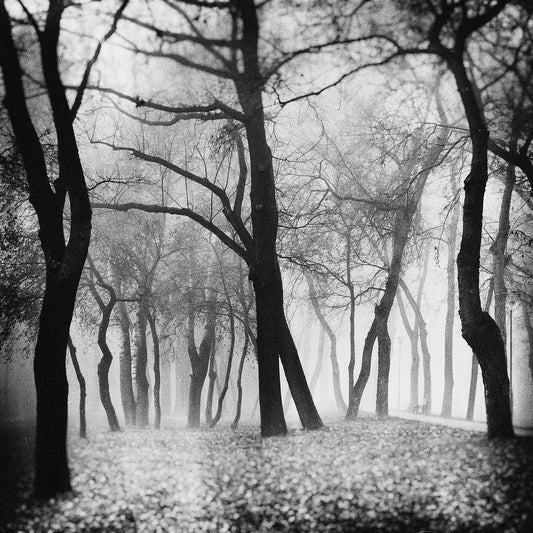 Whispering Woods