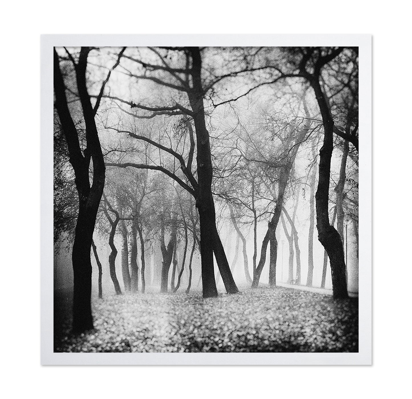 Whispering Woods
