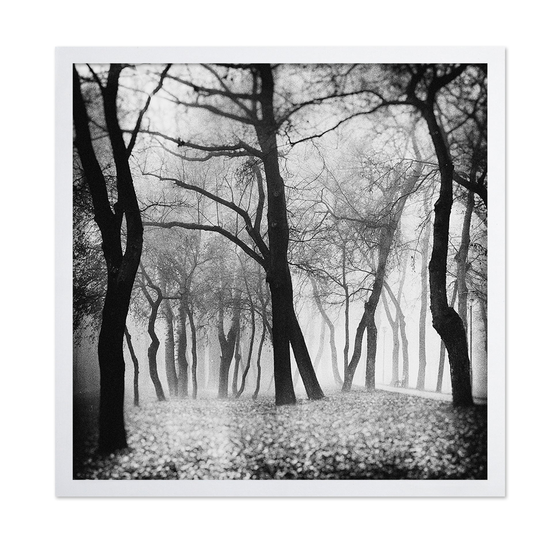 Whispering Woods