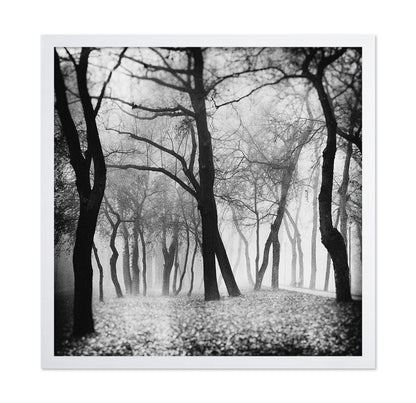 Whispering Woods