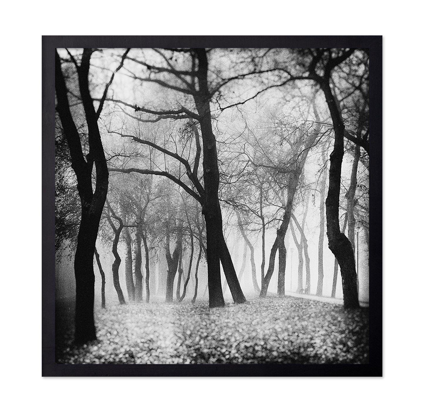 Whispering Woods