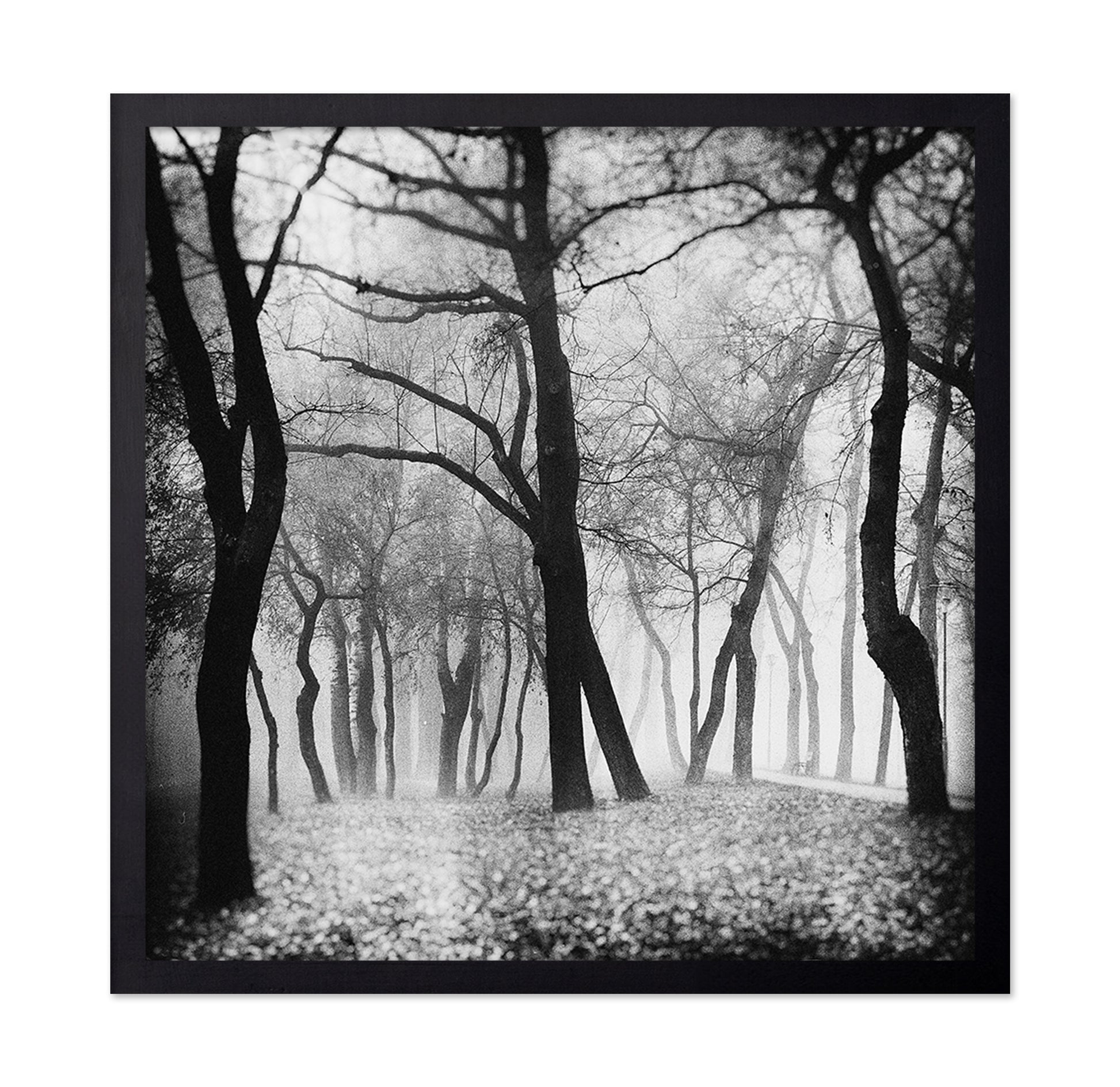 Whispering Woods