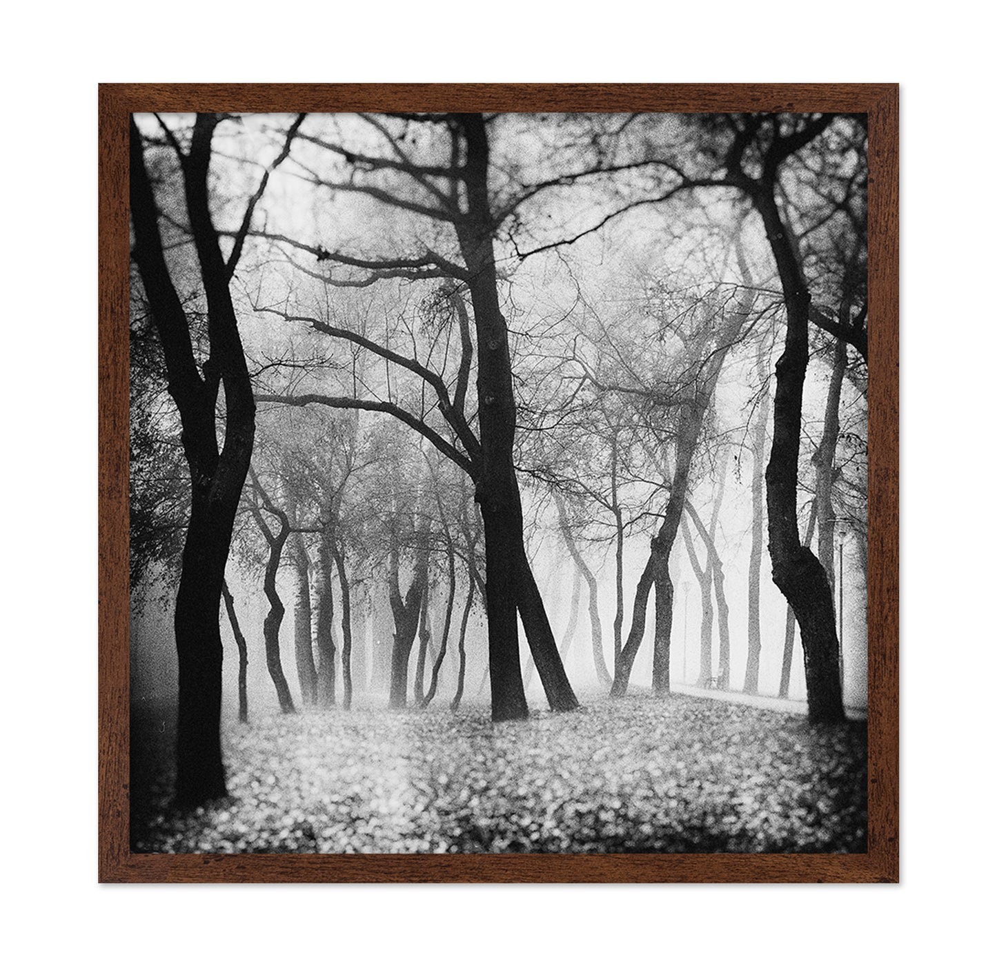 Whispering Woods