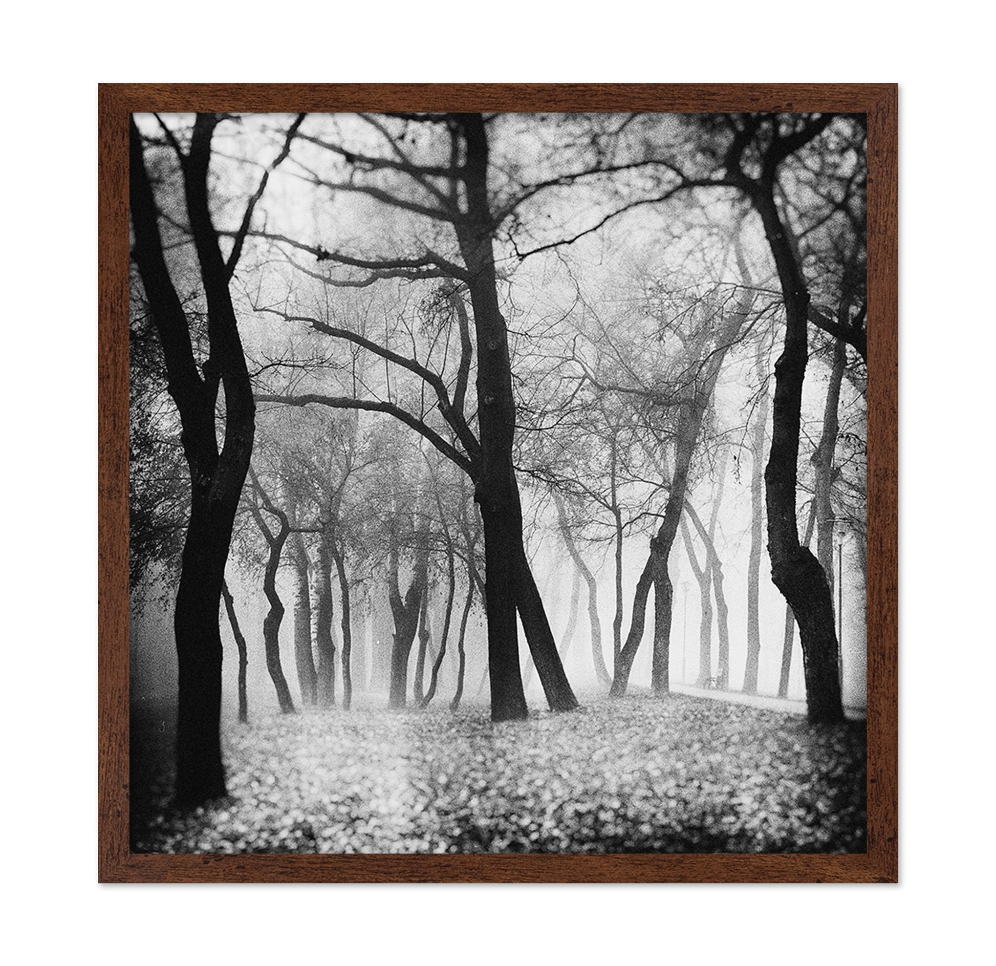 Whispering Woods