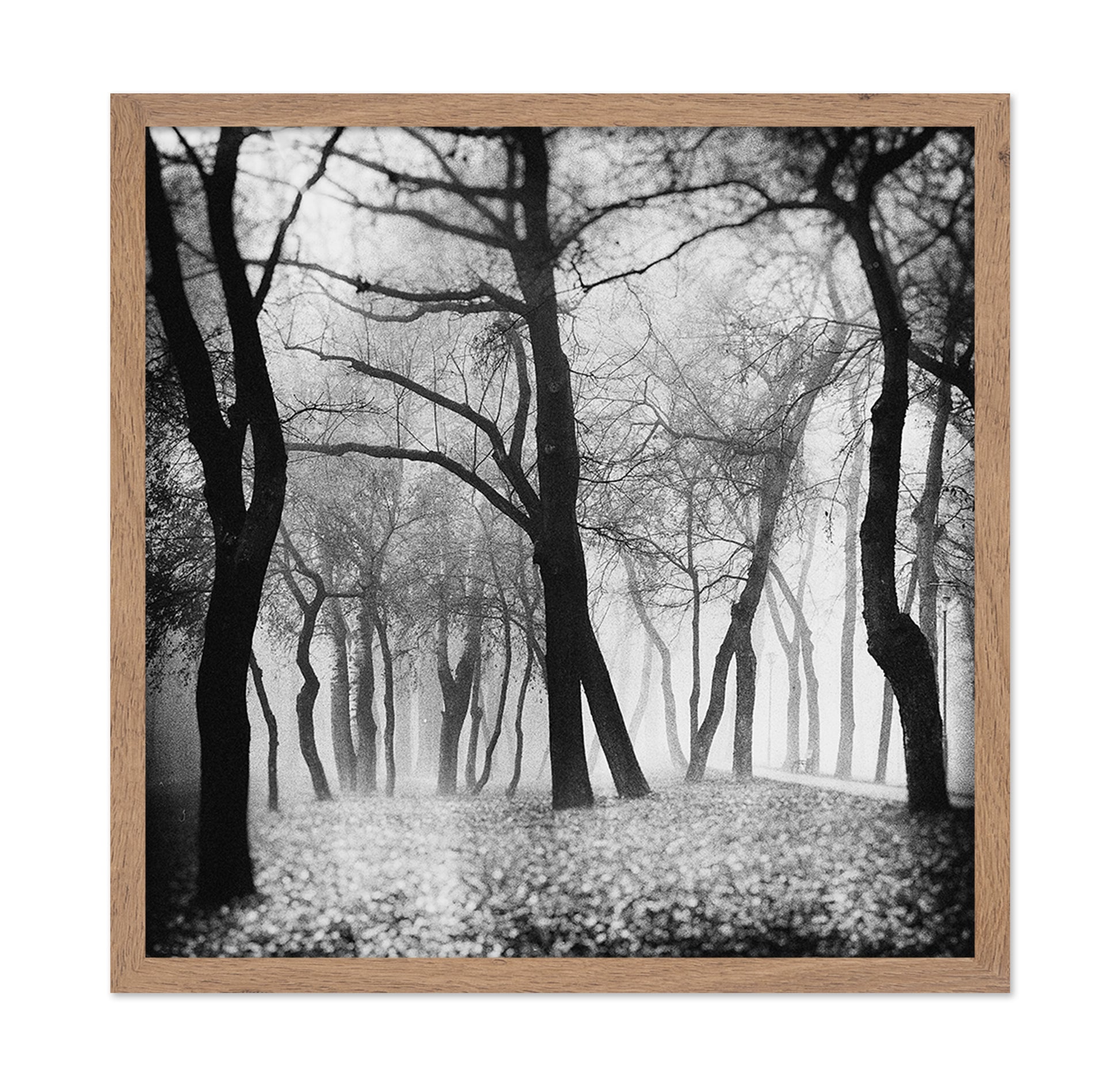 Whispering Woods