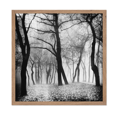Whispering Woods