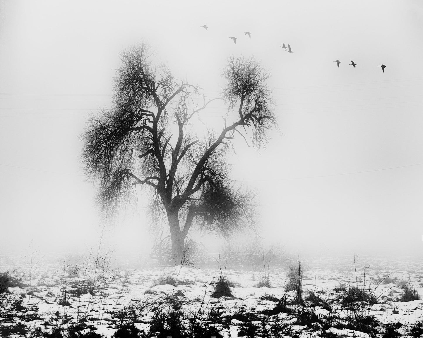 Lone Winter Tree No2