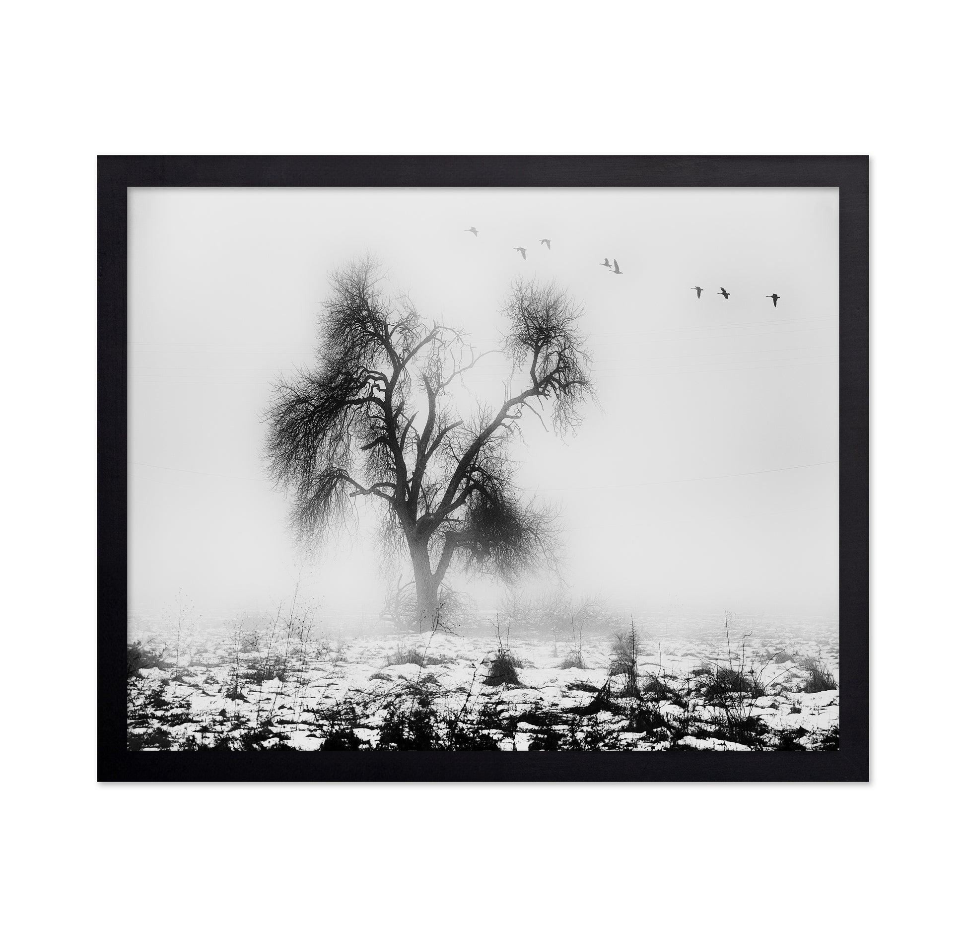 Lone Winter Tree No2