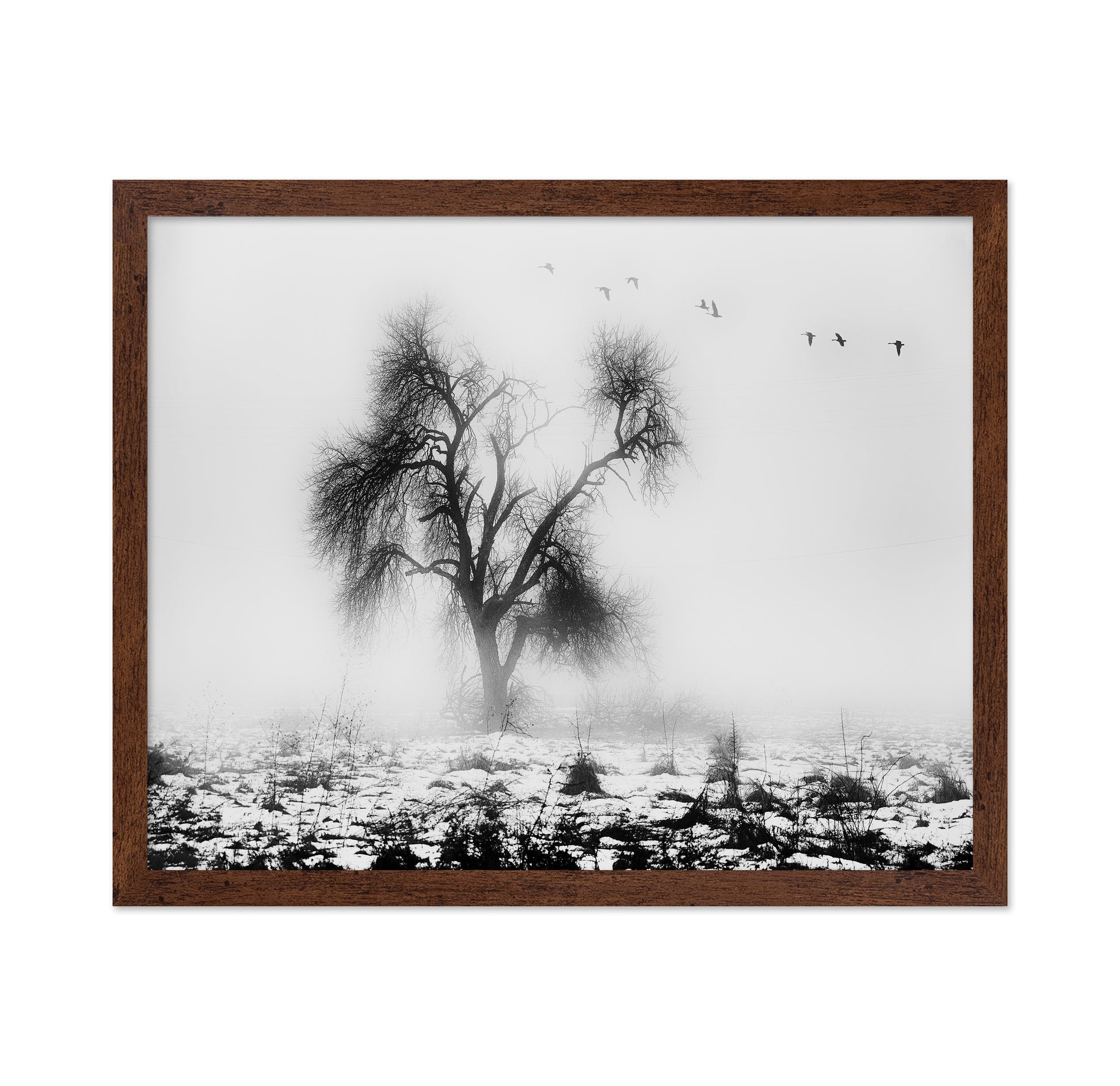 Lone Winter Tree No2