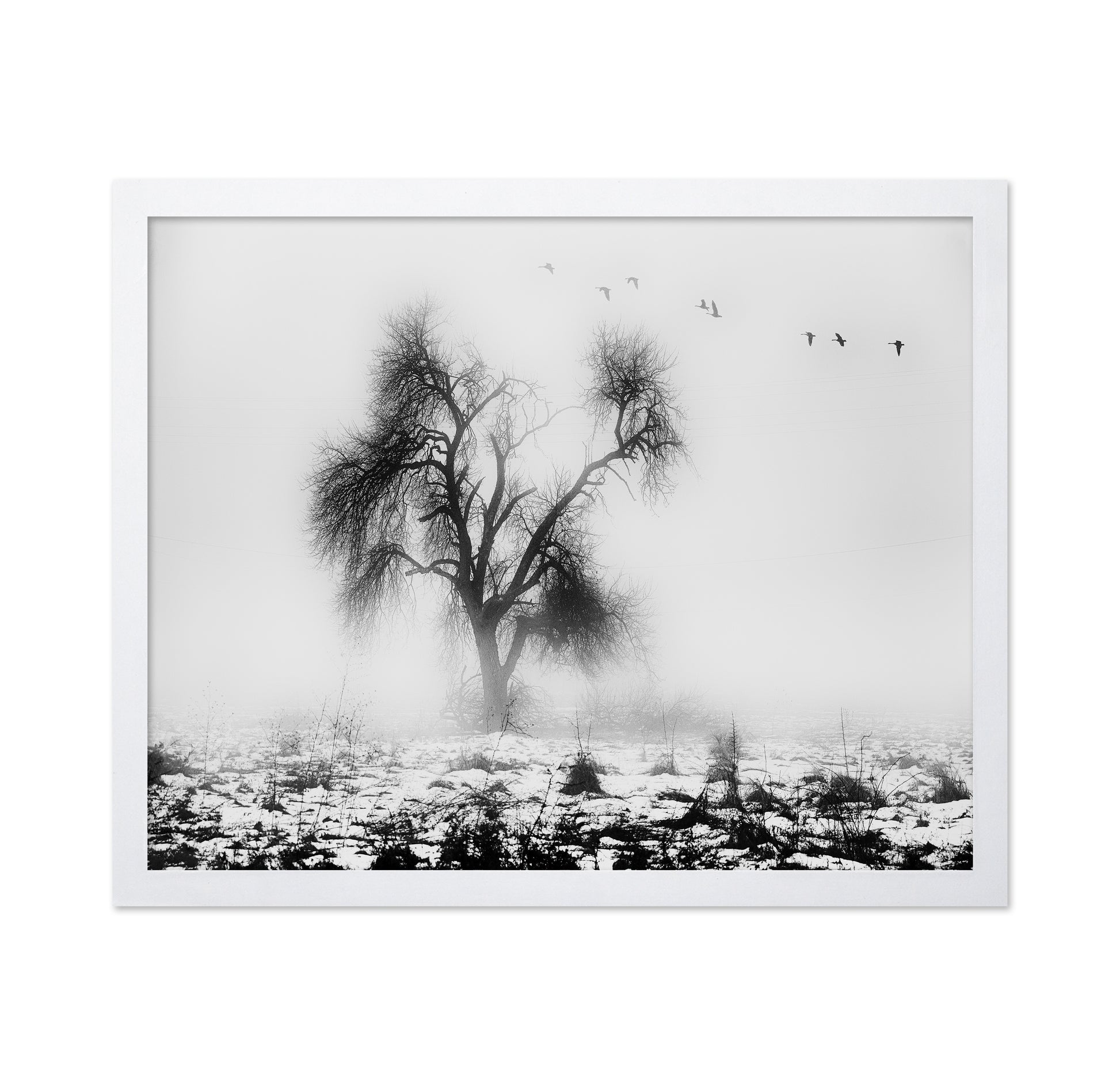 Lone Winter Tree No2