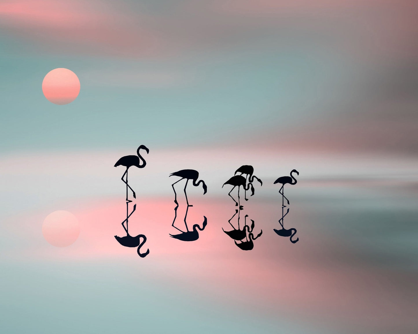 Flamingo Reflections