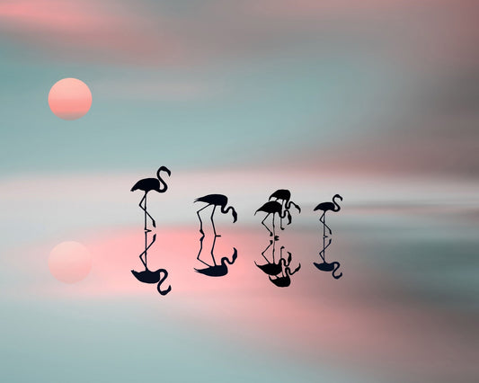 Flamingo Reflections