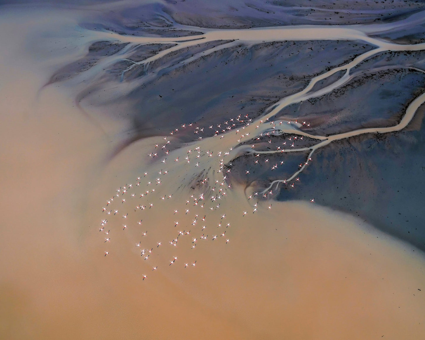 Flamingos From Above