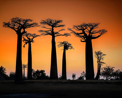 Baobab Sunset Walk