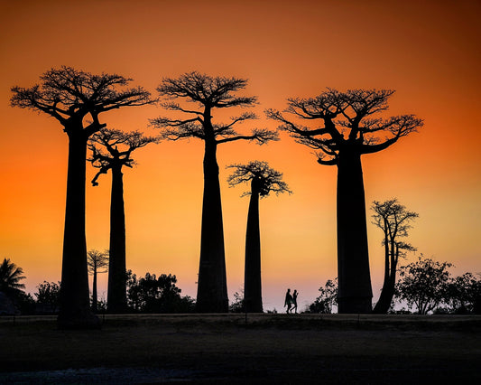 Baobab Sunset Walk