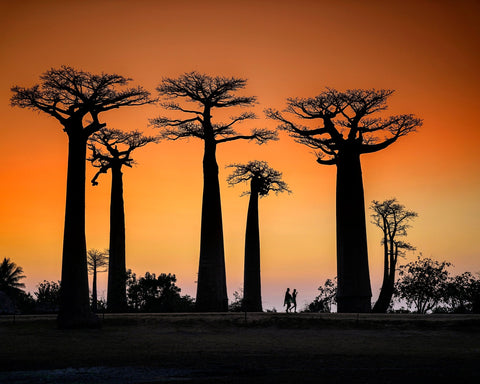 Baobab Sunset Walk