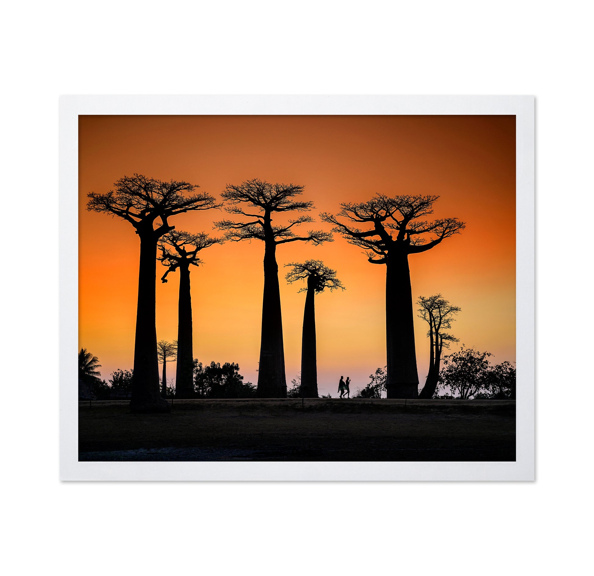 Baobab Sunset Walk