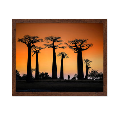 Baobab Sunset Walk
