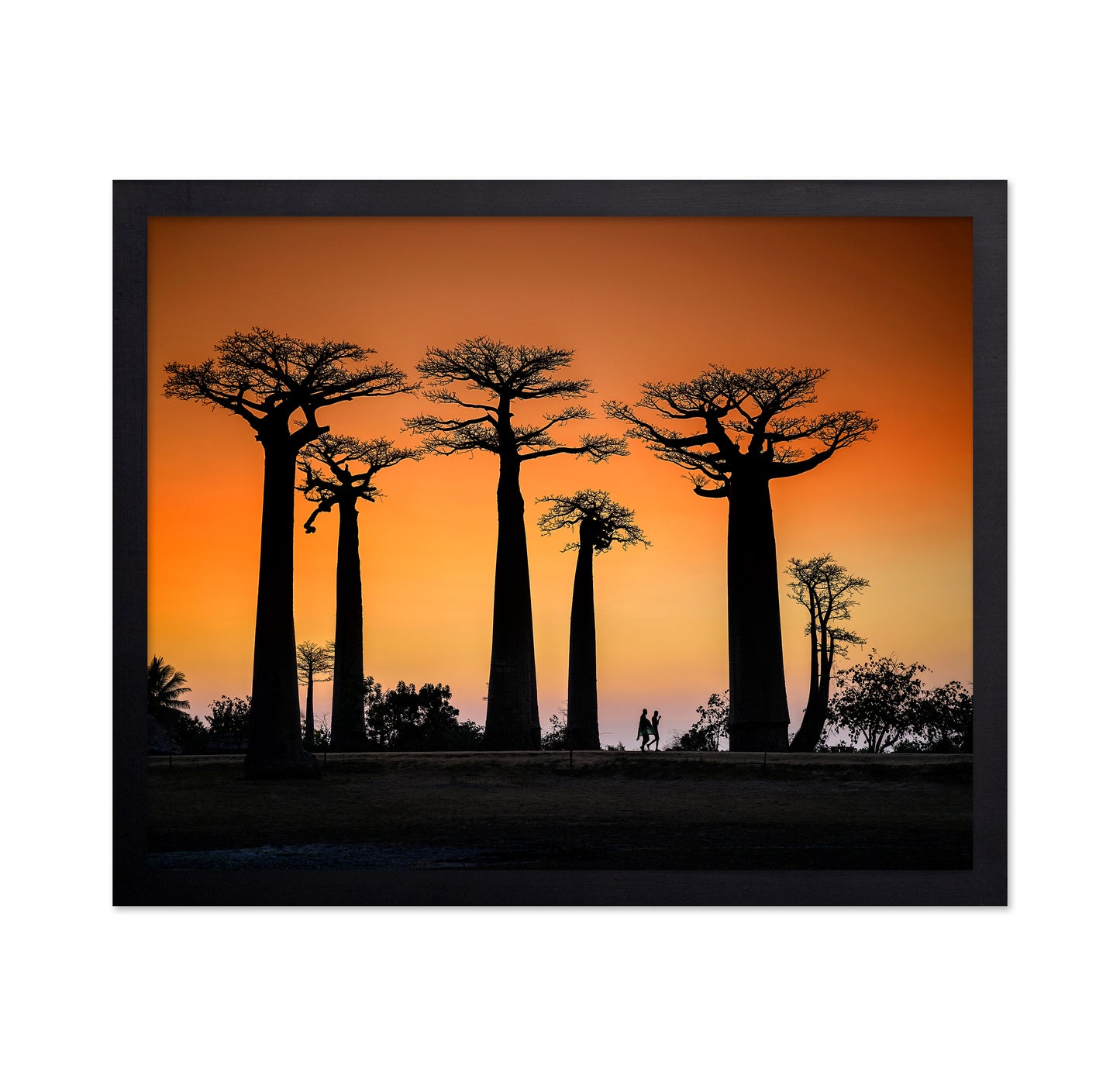 Baobab Sunset Walk