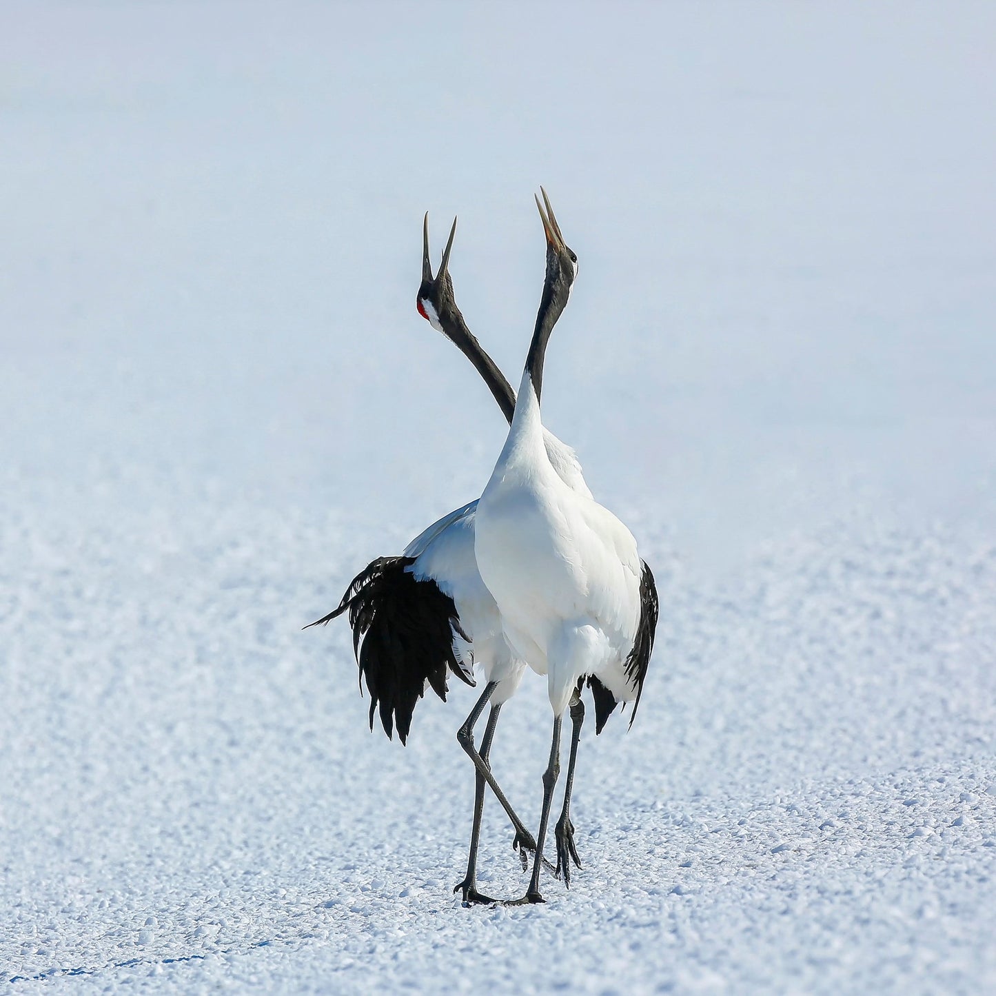 Dancing Cranes in Snow
