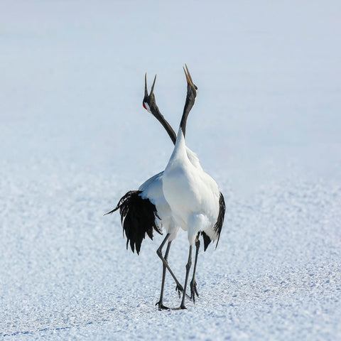 Dancing Cranes in Snow