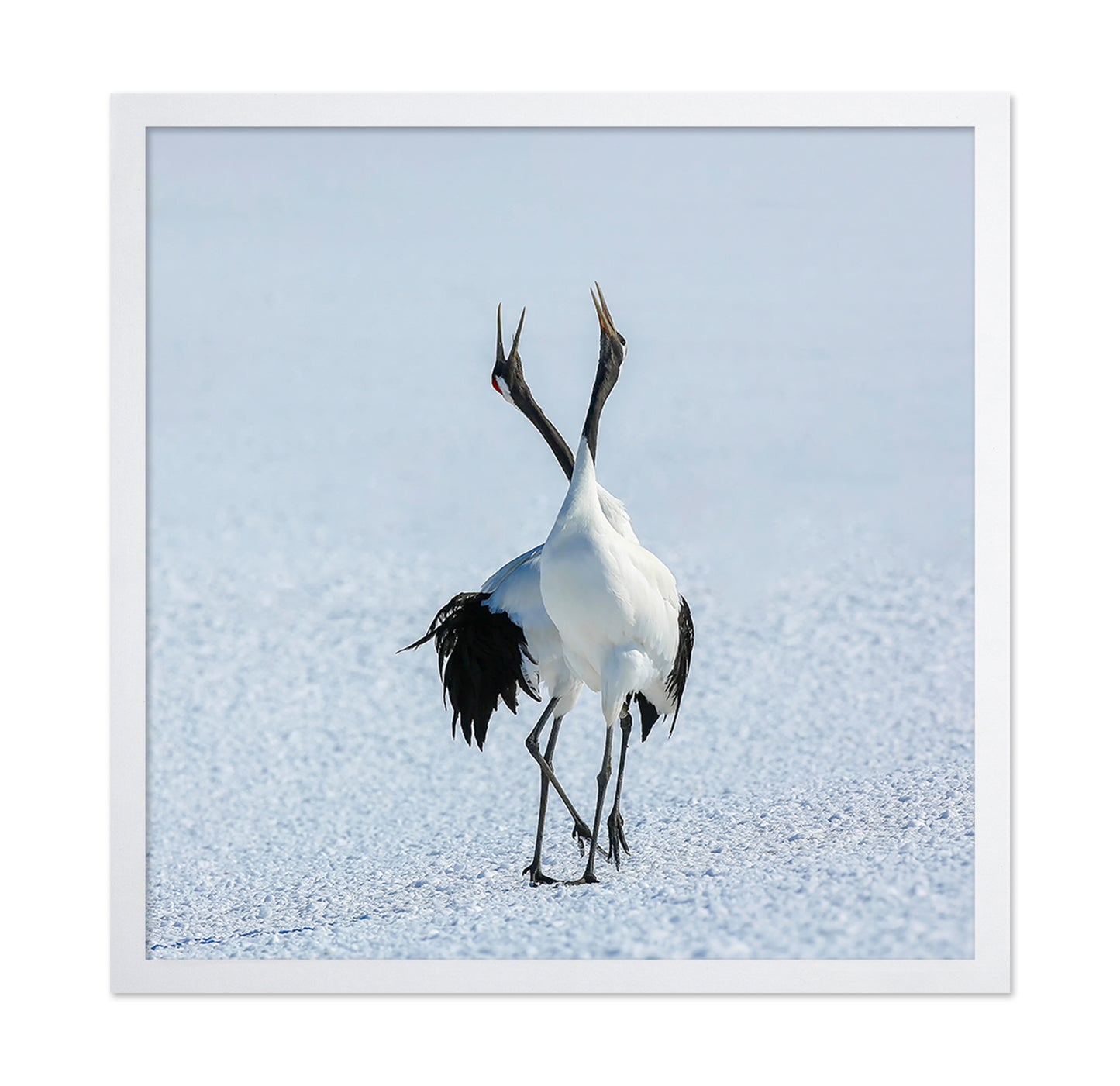Dancing Cranes in Snow