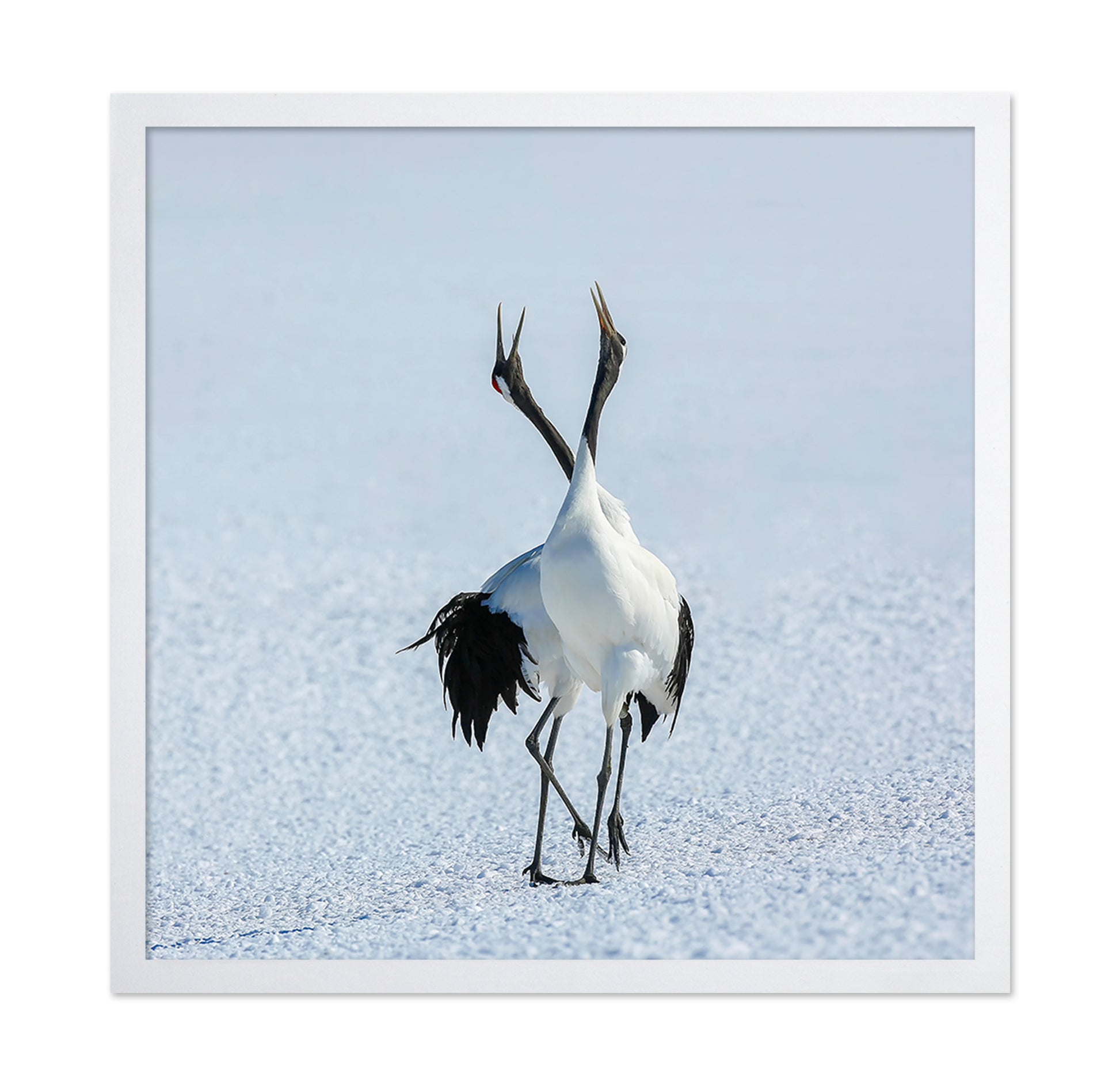 Dancing Cranes in Snow