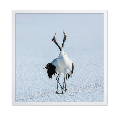 Dancing Cranes in Snow