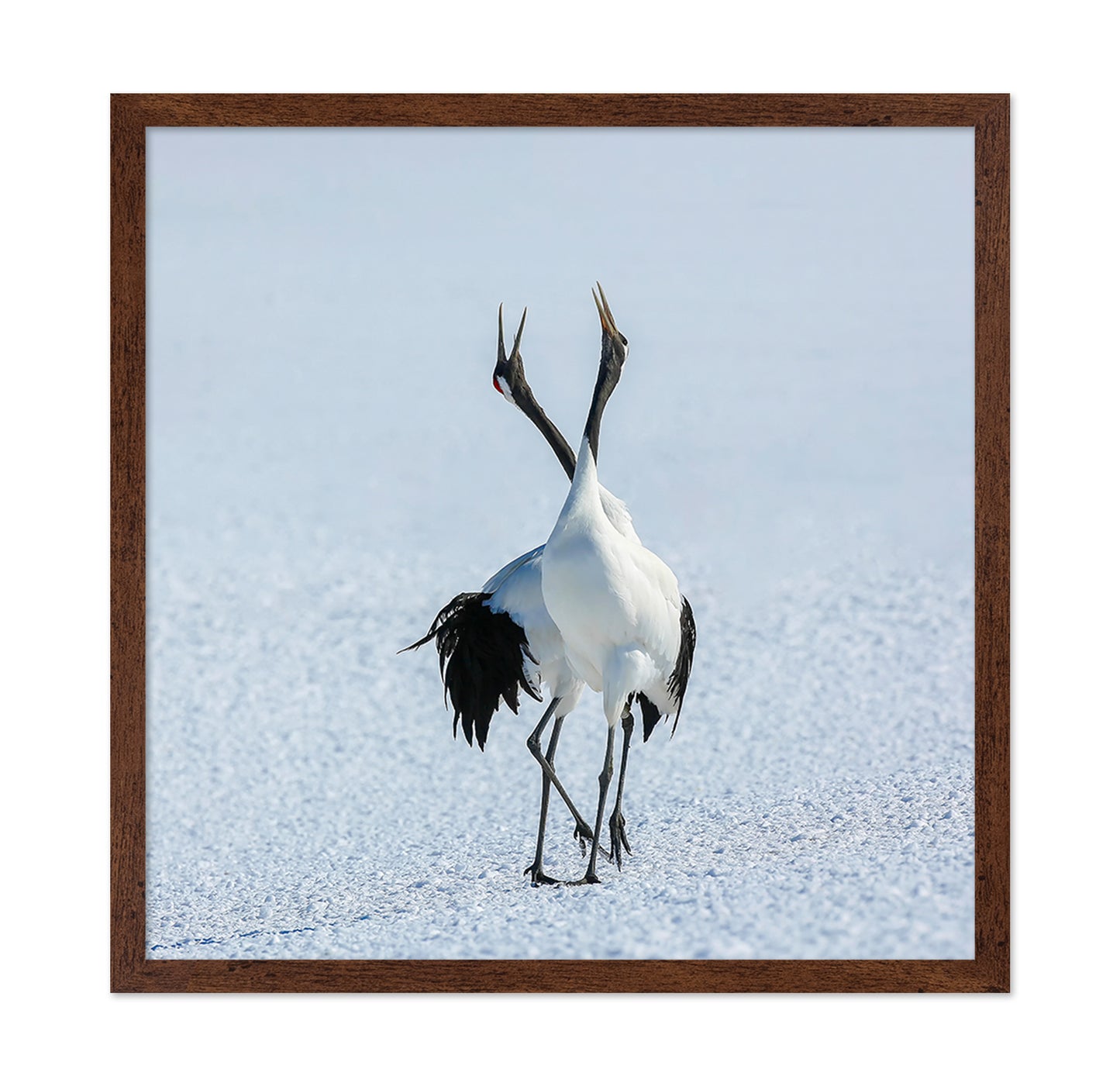 Dancing Cranes in Snow