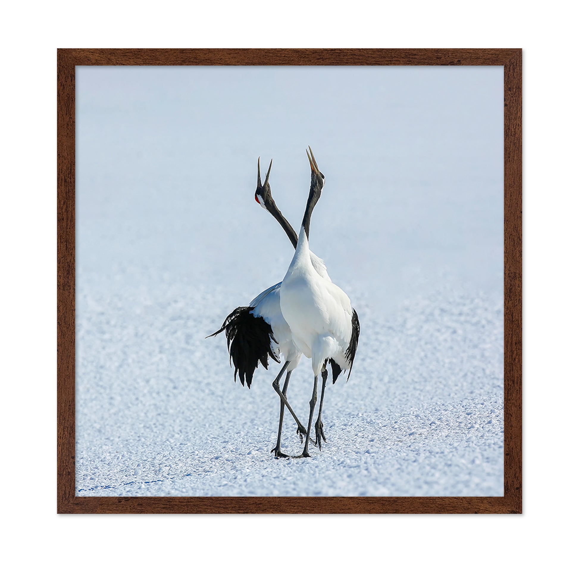 Dancing Cranes in Snow