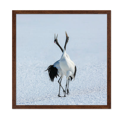 Dancing Cranes in Snow
