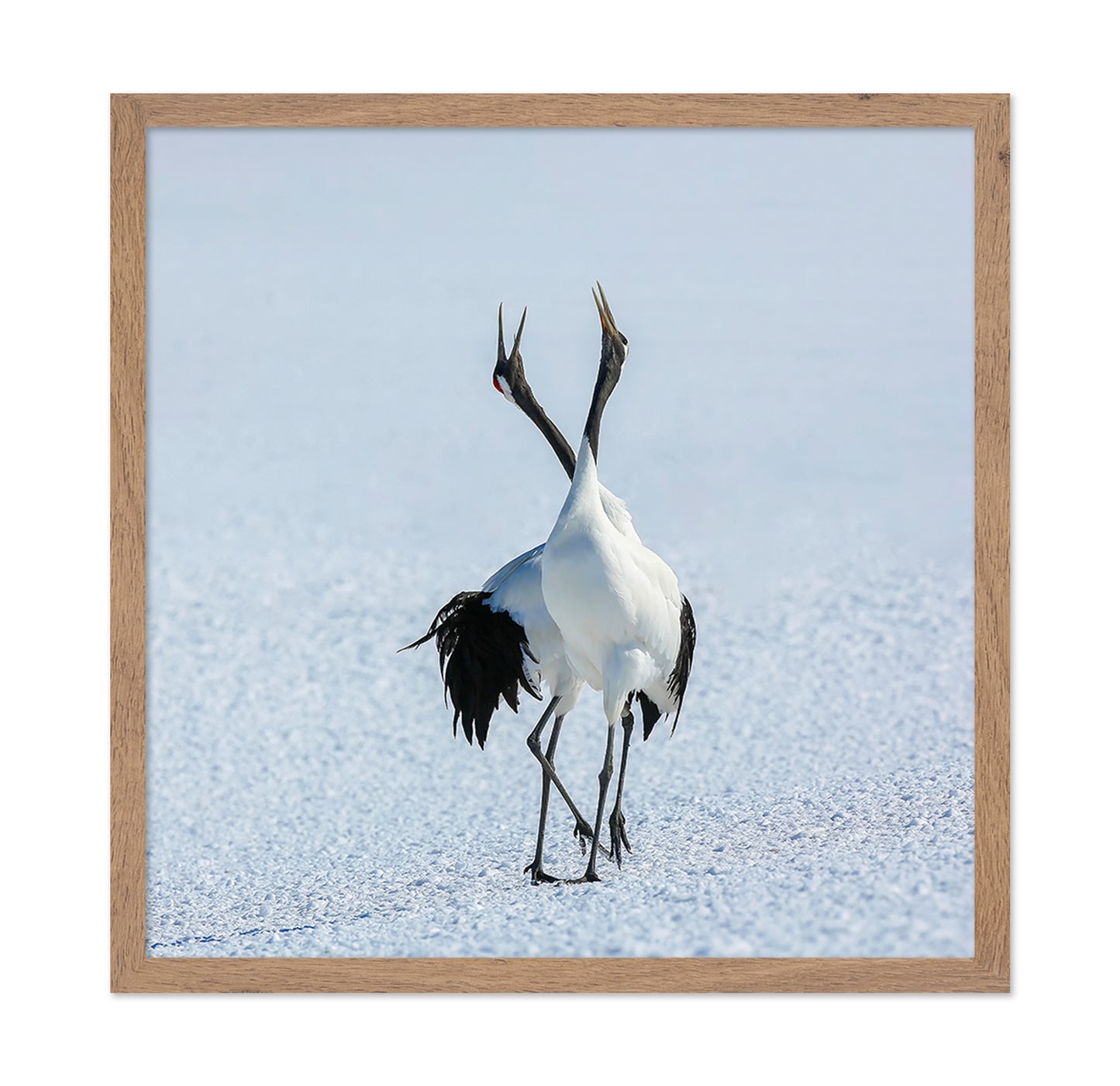 Dancing Cranes in Snow